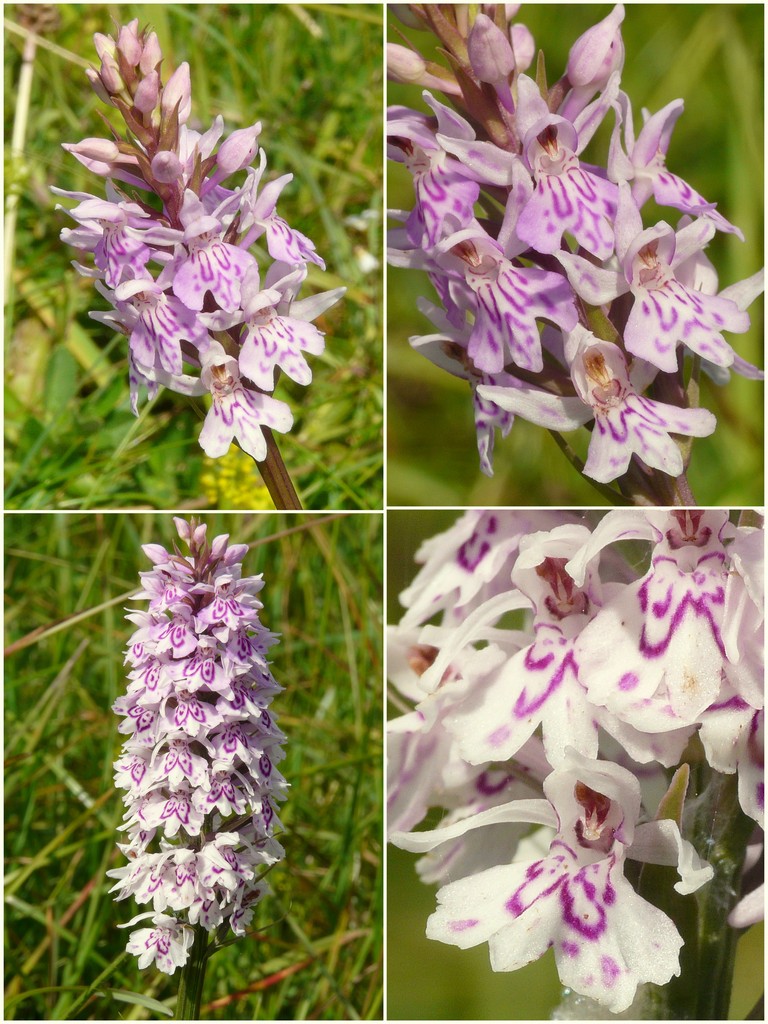 Orchidee d''Irlanda